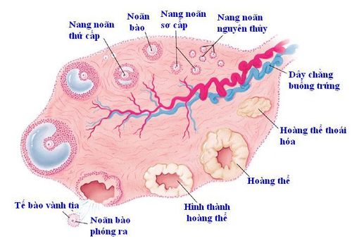 Nội tiết AMH phản ảnh tình trạng nang noãn và buồng trứng của phụ nữ