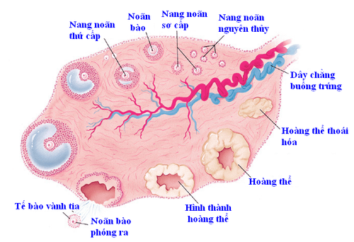 Sự hình thành và phát triển của các nang noãn trước rụng trứng