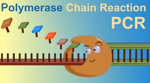 
Phương pháp xét nghiệm PCR là phương pháp khuếch đại nhanh nhiều bản sao các đoạn DNA mà không qua tạo dòn
