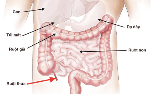 
Ruột thừa là nguồn dự trữ vi khuẩn có ích cho hệ tiêu hóa
