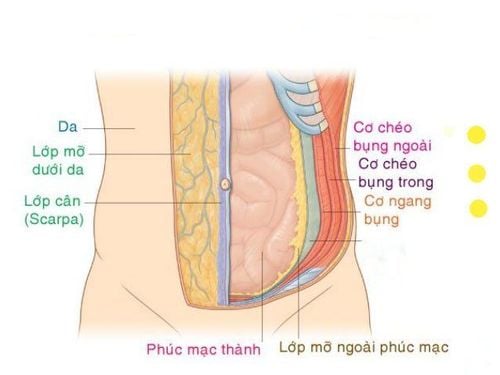 
Có 3 cơ bụng rộng chính là Cơ chéo bụng ngoài, cơ chéo bụng trong và cơ ngang bụng
