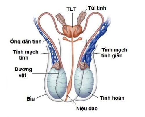 
Đối với nam giới bị viêm túi tinh hoàn, chức năng sinh dục thường sẽ suy giảm
