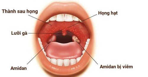 The structure and function of the waldayer lymphatic ring