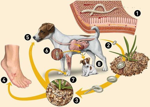 
Chu trình phát triển của sán chó
