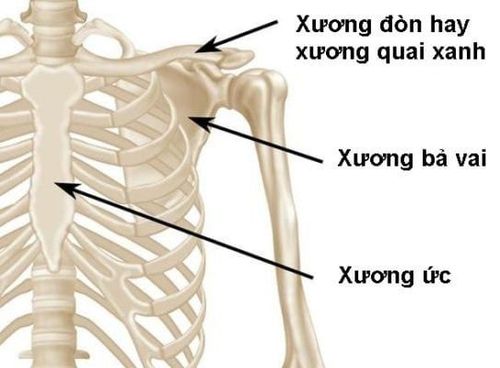 Vị trí xương quai xanh trong hình ảnh giải phẫu.