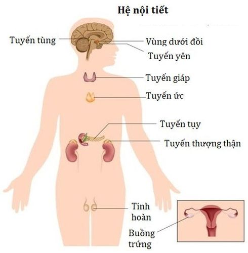 
Các tuyến của hệ thống nội tiết con người
