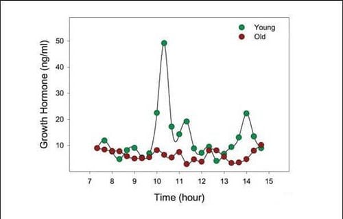 
Hormone GH đóng vai trò quan trọng trong quá trình chuyển hóa thức ăn thành năng lượng
