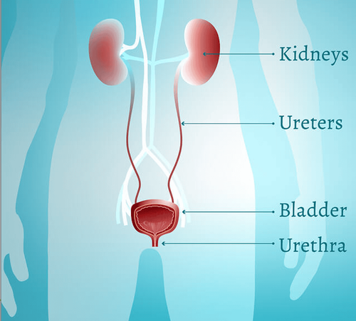 Tuberculosis of the bladder: What you need to know