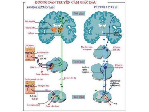 
Sơ đồ dẫn truyền hướng tâm và ly tâm
