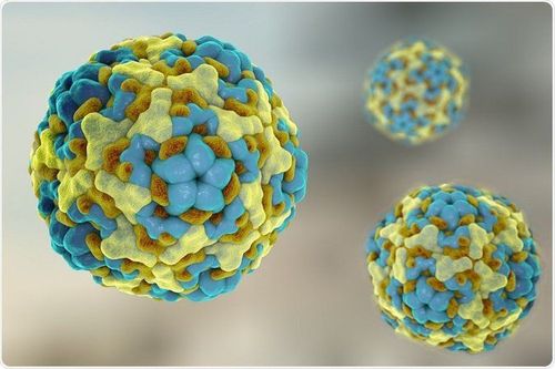 
Bệnh tay chân miệng do enterovirus gây ra
