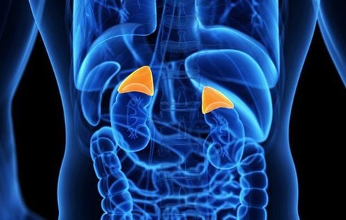 Role of the adrenal glands in the endocrine system
