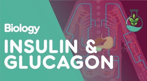 The role of the hormone Glucagon in regulating blood sugar (glucose) levels