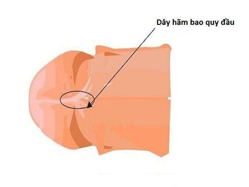 The frenulum of the foreskin (foreskin ligament) is structured like an inverted Y on the underside of the glans.