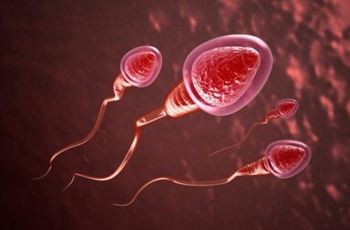 How does healthy sperm help improve fertility?