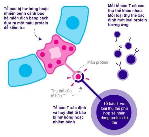 
Tế bào T tiêu diệt các tế bào của chính cơ thể đã bị virus hoặc vi khuẩn xâm nhập
