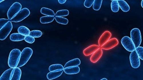 The role of chromosomal testing in the diagnosis of fetal malformations