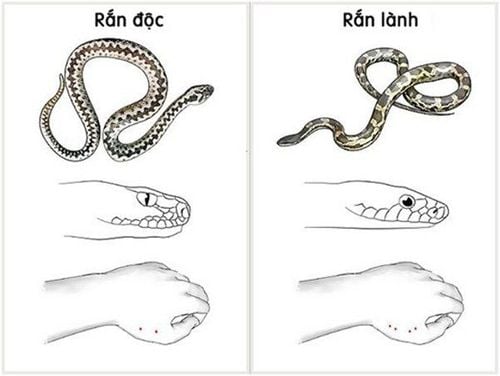 
Cách nhận biết rắn độc và rắn không độc
