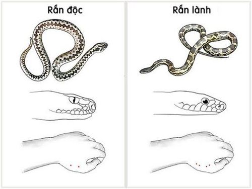 
Cách phân biệt rắn độc và rắn lành
