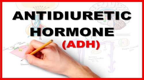 Hormone ADH có vai trò gì?