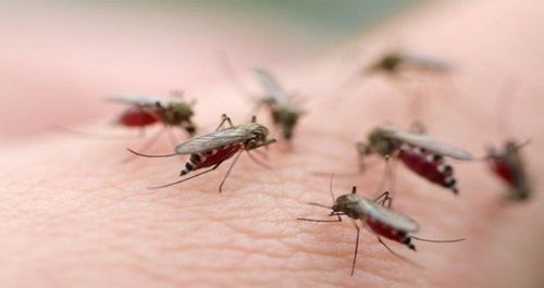 Dengue fever raging: How to thoroughly kill mosquitoes