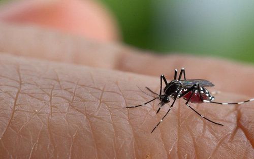 Dengue Hemorrhagic Fever: Symptoms and Prevention