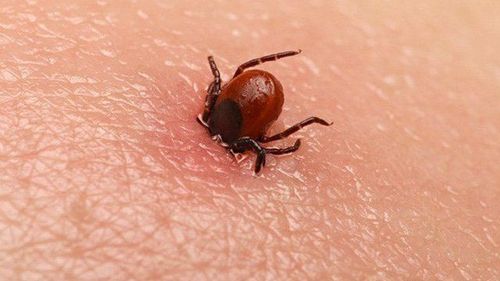 
Cách tốt nhất để phòng bệnh Lyme ở người là tránh những khu vực có bọ ve sống
