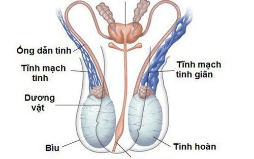 
Giãn tĩnh mạch thừng tinh là một trong những bệnh lý phổ biến ở nam giới
