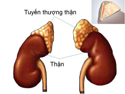 
Tuyến thượng thận có hình mũ, nằm trên hai quả thận
