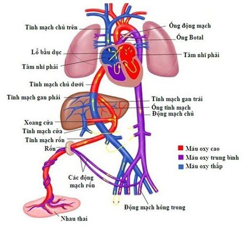 
Hình ảnh mô tả cơ chế hoạt động tuần hoàn bào thai
