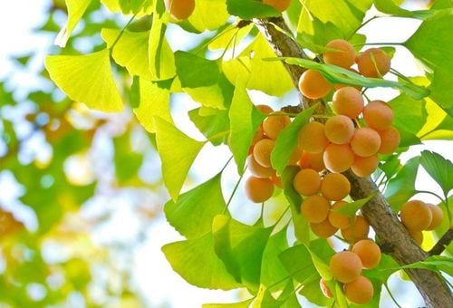 Why do people use ginkgo?