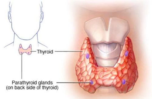 
Xạ hình giúp xác định khối u ở cổ có phải là u tuyến giáp hay không
