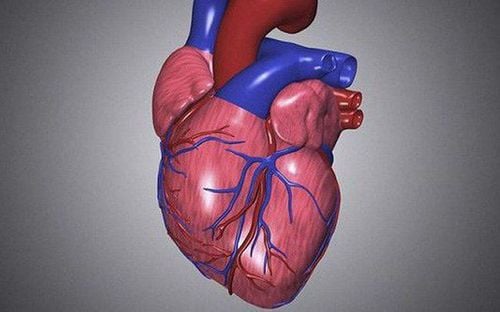 The peculiarity of the heart muscle