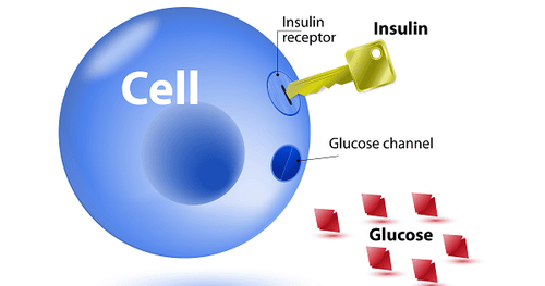 
Kháng insulin được đánh giá là một tình trạng sức khỏe nghiêm trọng
