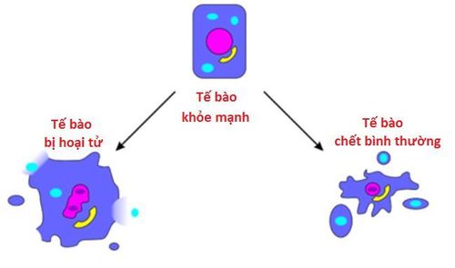 
Hoại tử là sự chết tế bào và mô xảy ra trên cơ thể sống
