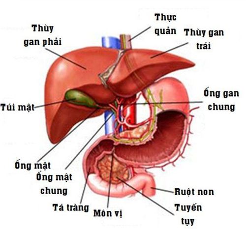 
Hình ảnh giải phẫu gan, mật
