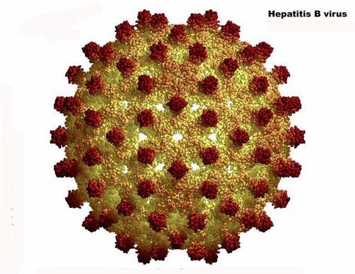 
Virus viêm gan B (HBV)
