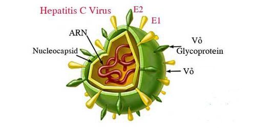 
Virus viêm gan C (HCV)
