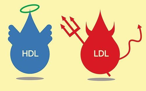 
HDL và LDL là hai loại cholesterol đối ngược nhau
