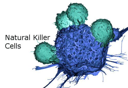 Natural Killer (NK) Cells: What you need to know