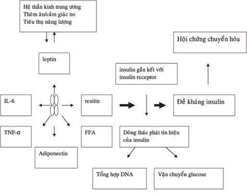 
Béo phì làm tăng nguy cơ cho nhiều bệnh lý kèm theo, và những tiến bộ gần đây về sinh học mô mỡ cho một cái nhìn sâu hơn về các cơ chế sinh bệnh học phức tạp
