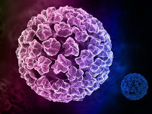 Nhiễm virus HPV type 59 có nguy cơ cao gây ung thư cổ tử cung không?