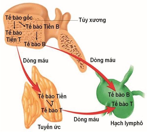 
Tế bào lympho B có tuổi thọ rất cao trong tủy xương khi được kích hoạt trở thành tế bào nhớ
