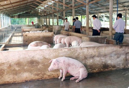 Bộ Y tế: Virus gây dịch tả lợn Châu Phi không gây bệnh trên người