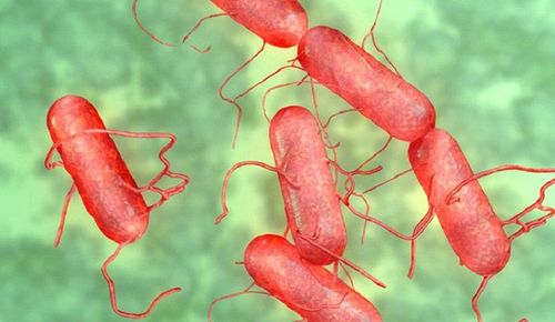 Characteristics of typhoid bacteria