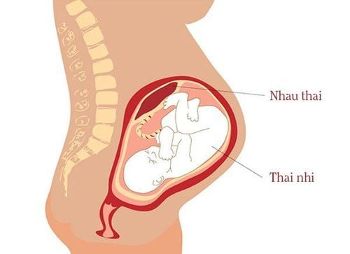 
Cytomegalovirus lây truyền từ mẹ sang con thông qua nhau thai
