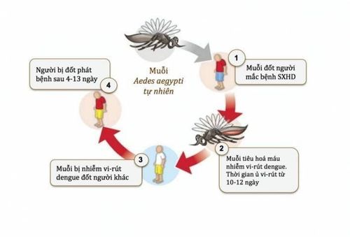 
Dịch sốt xuất huyết lan truyền nhanh tại các khu vực đông người
