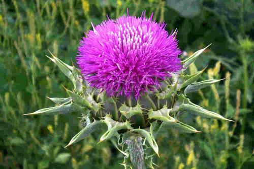 Effects of milk thistle