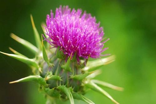 Milk thistle and liver: What you need to know