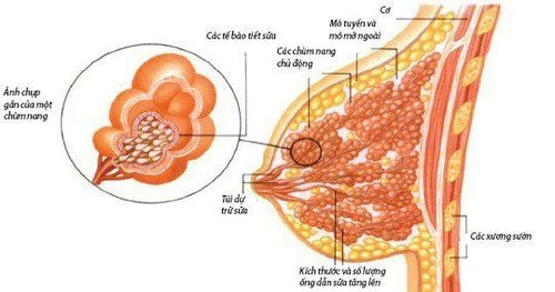 
Ung thư vú dương tính với HER2 nguy hiểm hơn ung thư vú âm tính
