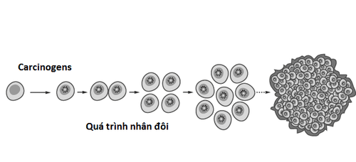 
Hình ảnh mô tả sự tiến triển của tế bào ung thư
